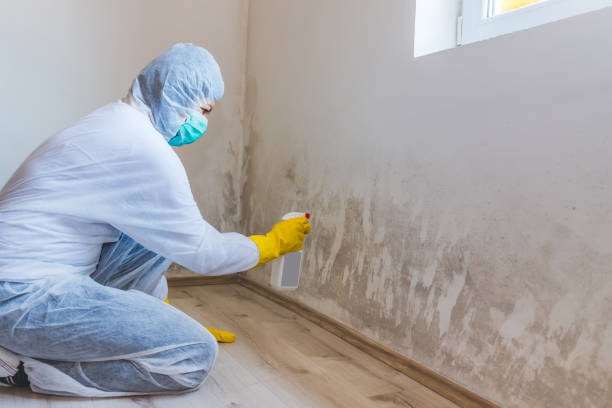 Licensed Mold Remediation service in Allentown, PA - WQB Mold Removal