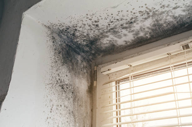 Affordable Mold Remediation solutions in Allentown, PA