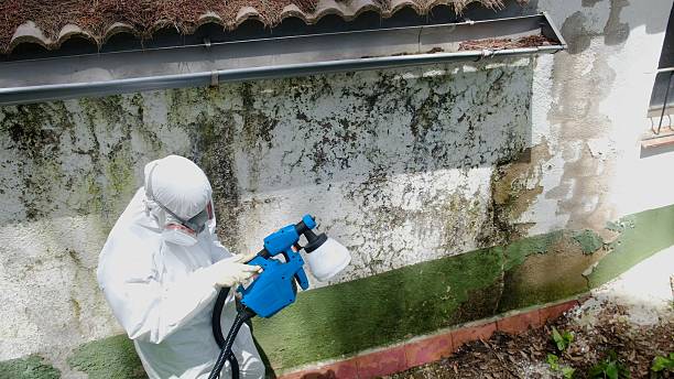 Top rated local Mold Remediation specialists in Allentown, PA